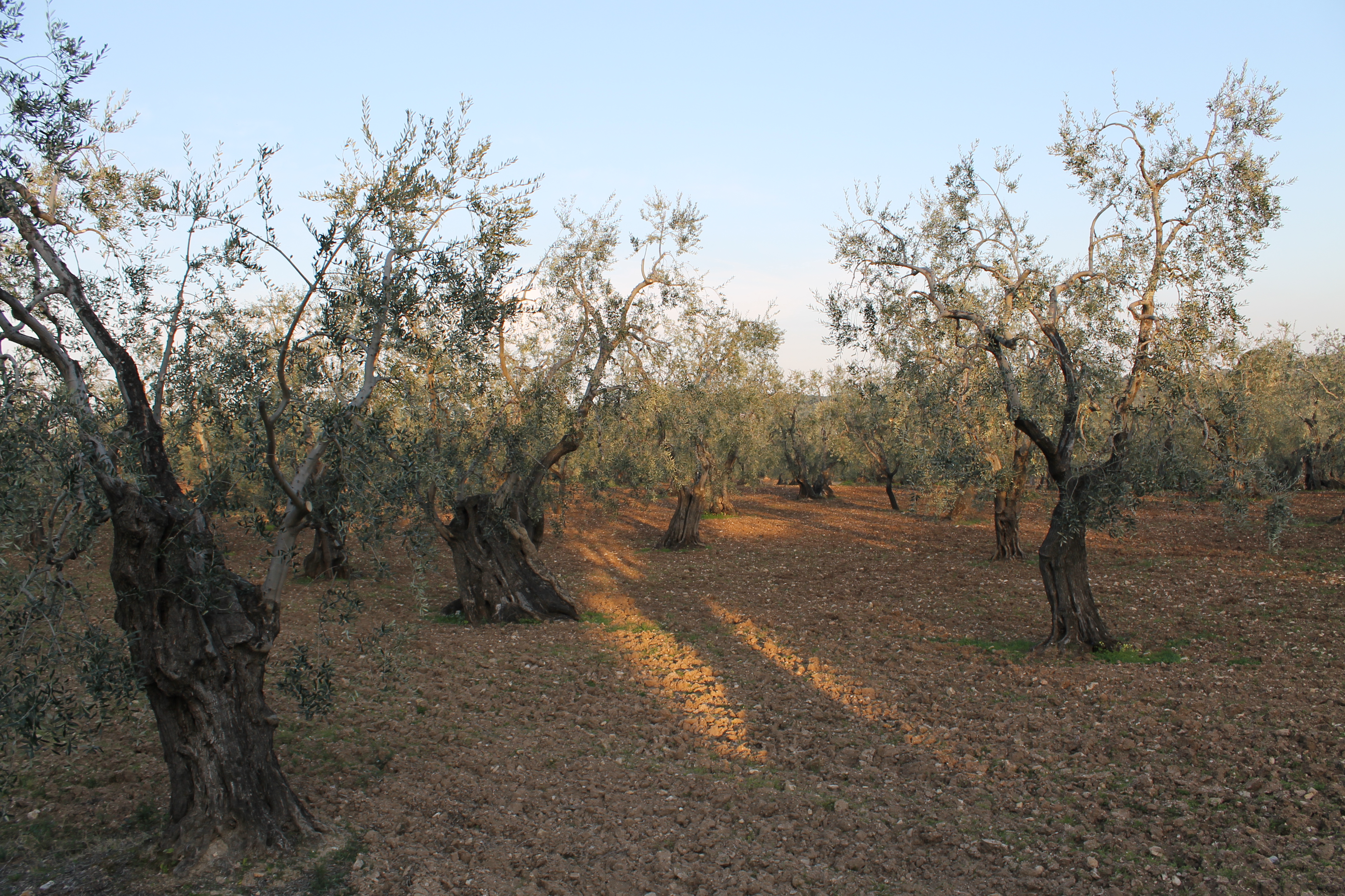 Olive grove in Vieste, Puglia