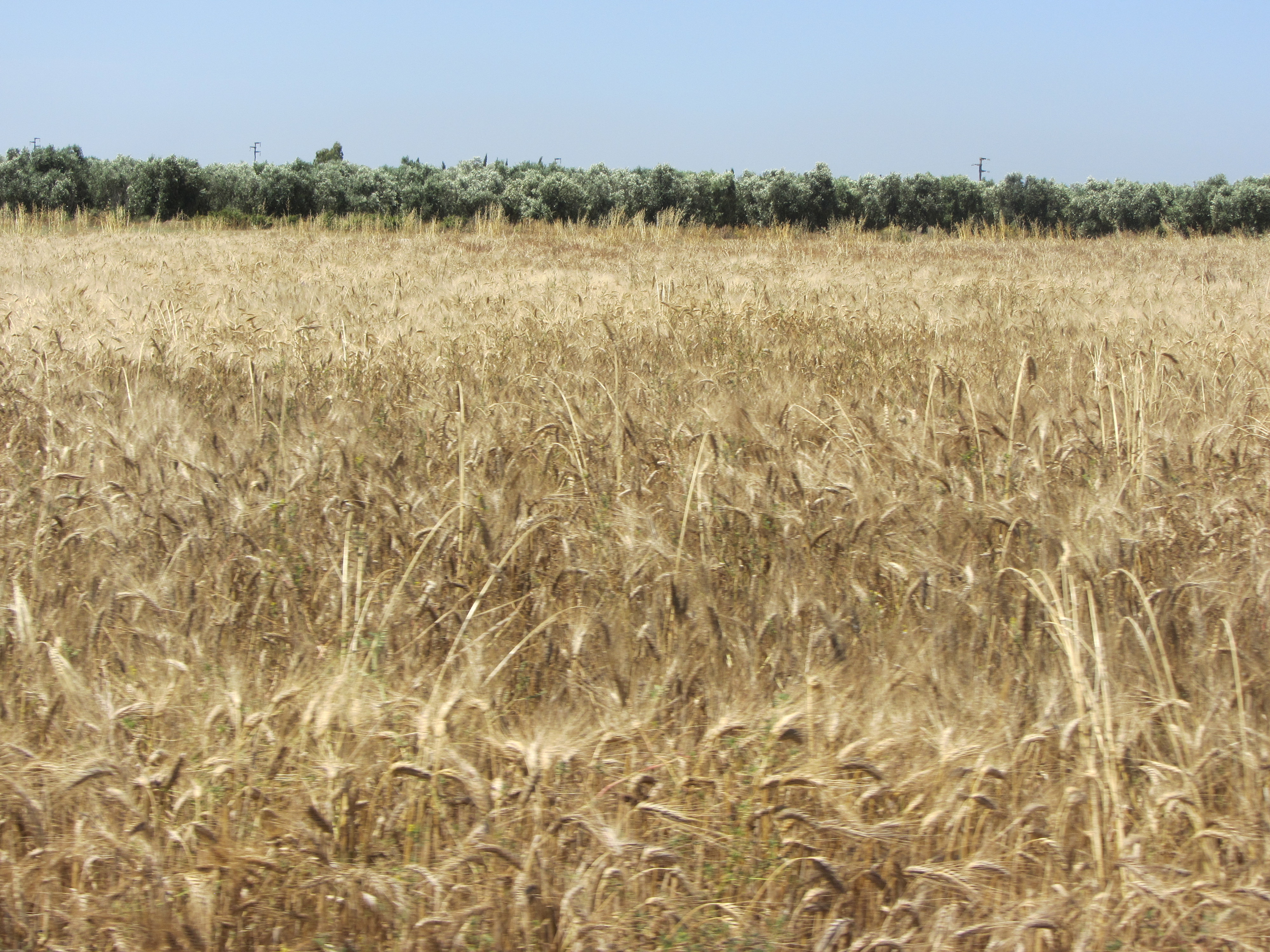 Wheat field in Salento, Puglia